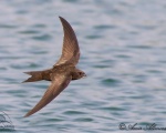 پرنده نگری در ایران - پرستو Common Swift