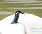 پرنده نگری در ایران - ماهی خورک کوچک ( Kingfisher)