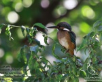 پرنده نگری در ایران - Common Kingfisher