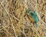 پرنده نگری در ایران - Kingfisher