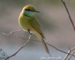 پرنده نگری در ایران - زنبورخوار سبز