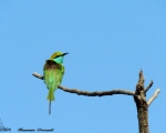 پرنده نگری در ایران - Little Green Bee-eater - زنبور خورک سبز (کوچک)