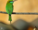 پرنده نگری در ایران - زنبورخور سبز