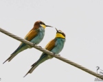 پرنده نگری در ایران - زنیور خوار معمولی