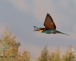 پرنده نگری در ایران - Bee-eater