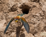 پرنده نگری در ایران - زنبور خور معمولی