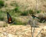 پرنده نگری در ایران - زنبورخور خرقان