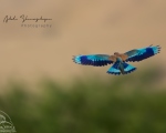 پرنده نگری در ایران - سبز قبای هندی