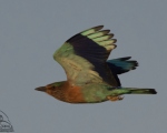 پرنده نگری در ایران - سبزقبای هندی