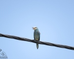 پرنده نگری در ایران - سبزقبا معمولی