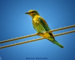 پرنده نگری در ایران - سبزقبا