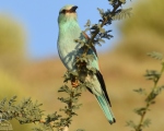 پرنده نگری در ایران - سبزقبای معمولی