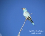 پرنده نگری در ایران - سبزقبا