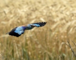 پرنده نگری در ایران - Roller