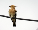 پرنده نگری در ایران - هدهد(Hoopoe)