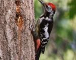 پرنده نگری در ایران - Middle Spotted Woodpecker