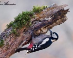 دارکوب خالدار بزرگ - Great Spotted Woodpecker - Dendrocopos major
