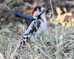 پرنده نگری در ایران - دارکوب باغی