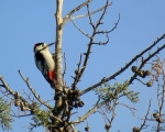 پرنده نگری در ایران - دارکوب باغی  (Syrian Woodpacker)