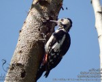 پرنده نگری در ایران - Syrian Woodpecker