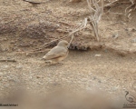 پرنده نگری در ایران - چکاوک سردم سیاه