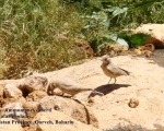 پرنده نگری در ایران - Desert Lark
