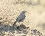 پرنده نگری در ایران - چکاوک بیابانی