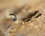 پرنده نگری در ایران - چکاوک شاخدار