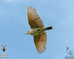 پرنده نگری در ایران - پرواز چکاوک کاکلی