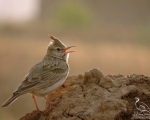 پرنده نگری در ایران - چکاوک