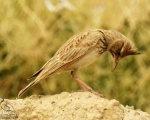 پرنده نگری در ایران - چکاوک کاکلی