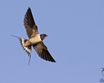 پرنده نگری در ایران - پرستو