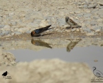 پرنده نگری در ایران - پرستو معمولی