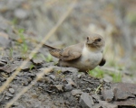 پرنده نگری در ایران - چلچله کوهی