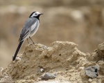 پرنده نگری در ایران - Pied Wagtail