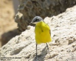 پرنده نگری در ایران - دم جنبانک زرد