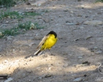 پرنده نگری در ایران - دمجنبانک شکم زرد