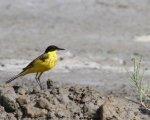پرنده نگری در ایران - زرد