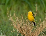 پرنده نگری در ایران - دم جنبانک سر زرد