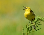 پرنده نگری در ایران - دم جنبانک زرد
