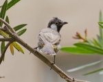 پرنده نگری در ایران - بلبل خرما (White-eared Bulbul)