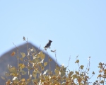 پرنده نگری در ایران - بال لاکی