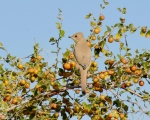 پرنده نگری در ایران - میوه خور