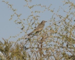 پرنده نگری در ایران - میوه خوار