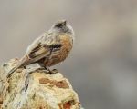 پرنده نگری در ایران - صعوه کوهی