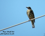 پرنده نگری در ایران - توکا بزرگ - Mistle Thrush
