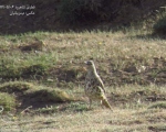 پرنده نگری در ایران - توکای بزرگ