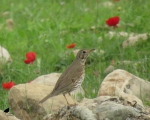 پرنده نگری در ایران - توکای باغی