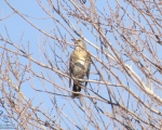 پرنده نگری در ایران - توکا پشت بلوطی