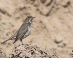 پرنده نگری در ایران - توکای گلو سیاه